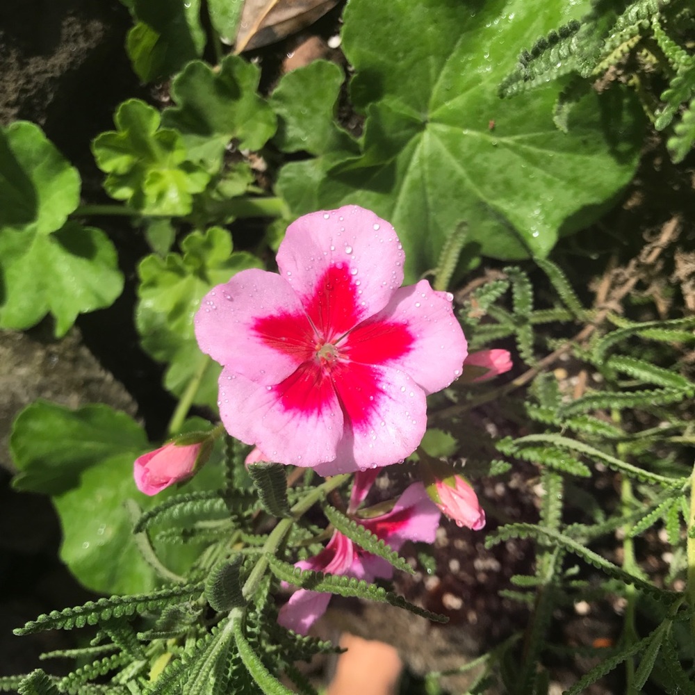 Meet your Posher, Sara